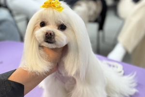 INFINITY GROOMING Masterclass Semineri tamamlandı