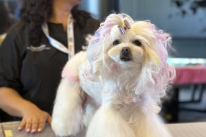 Grooming Fest 2025 Türkiye