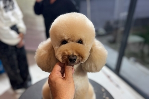 PIETRO VITALE ile Poodle Masterclass Seminerinden kareler