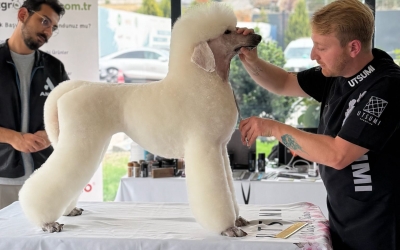 PIETRO VITALE ile Poodle Masterclass Seminerinden kareler