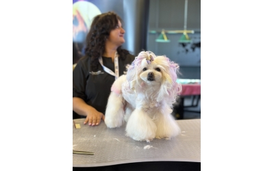 Evcil Hayvan Sahipleri Pet Kuaförü Seçerken Nelere Dikkat Etmelidir?