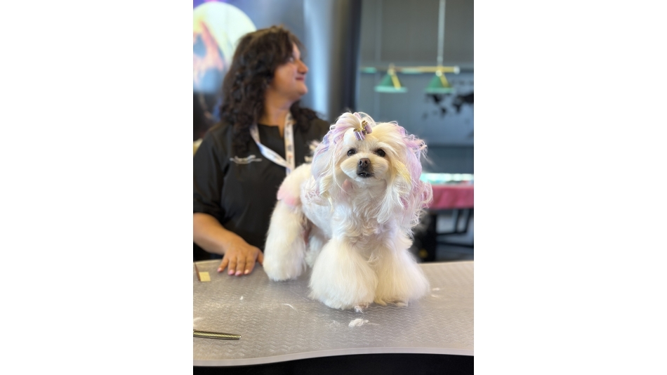 Evcil Hayvan Sahipleri Pet Kuaförü Seçerken Nelere Dikkat Etmelidir?